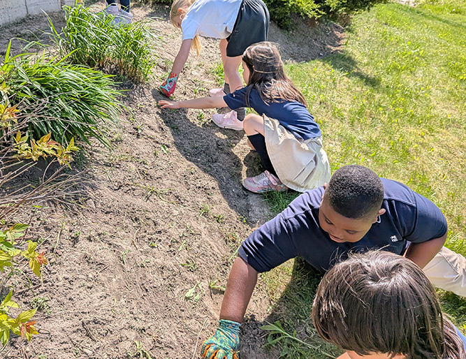 Students planting and tending a school garden outdoors